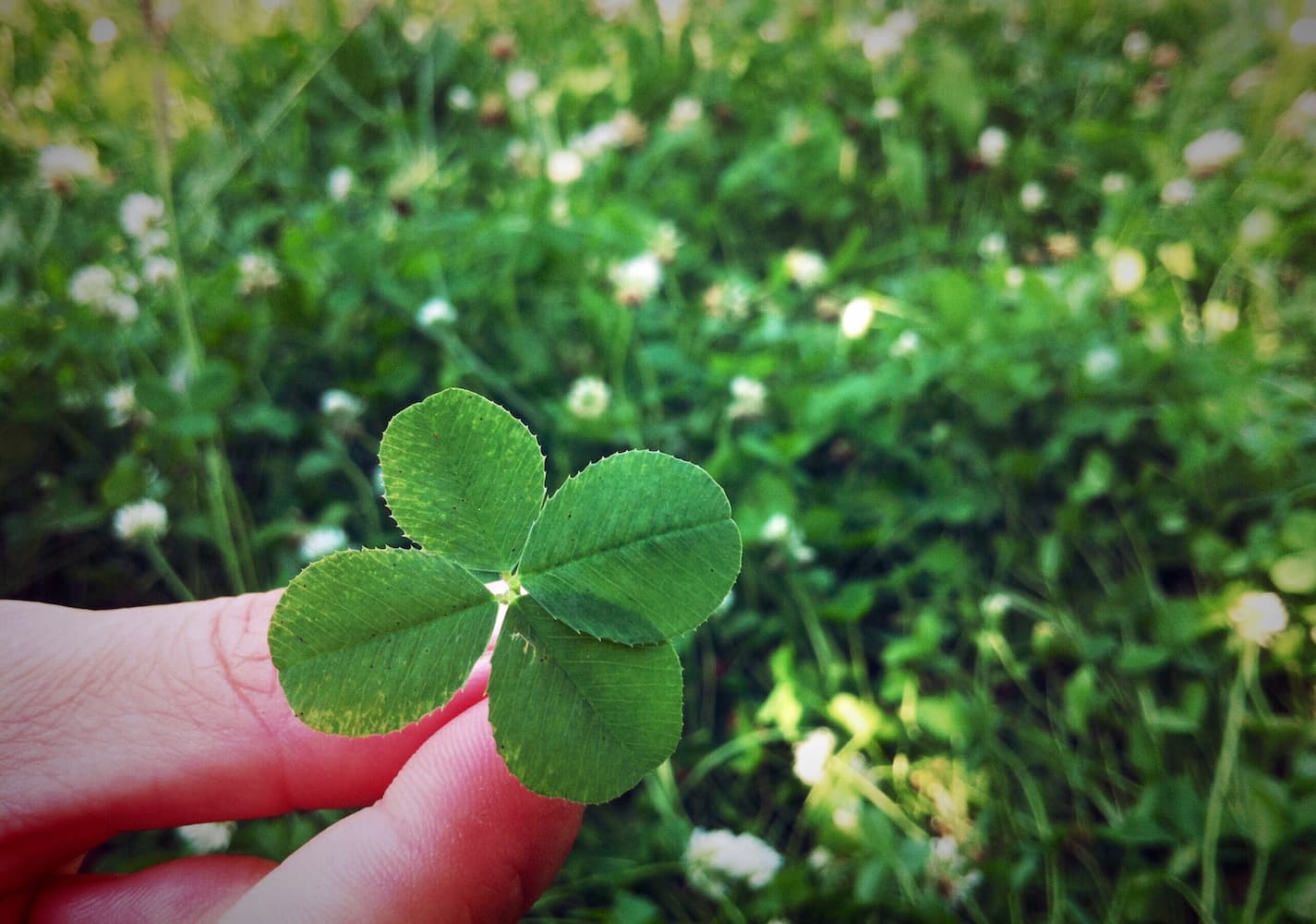 image of clovers
