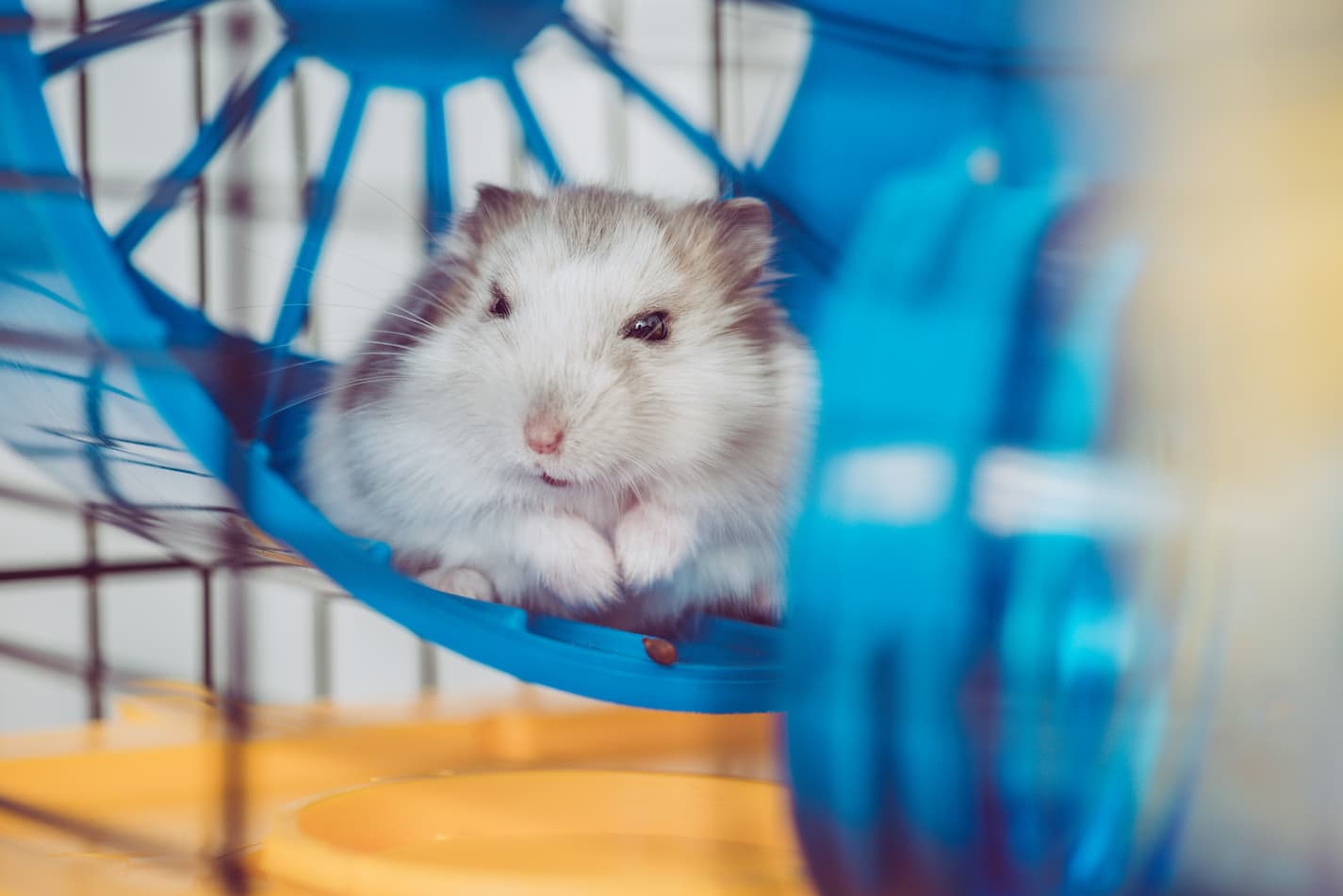 An image of a hamster or small rodent on a hamster wheel