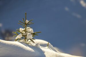 An image of a tiny pine tree in snow