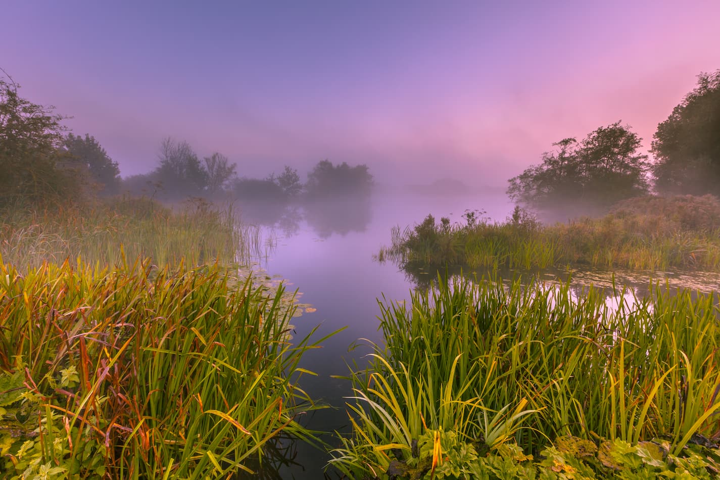 image of a foggy marshland in fall