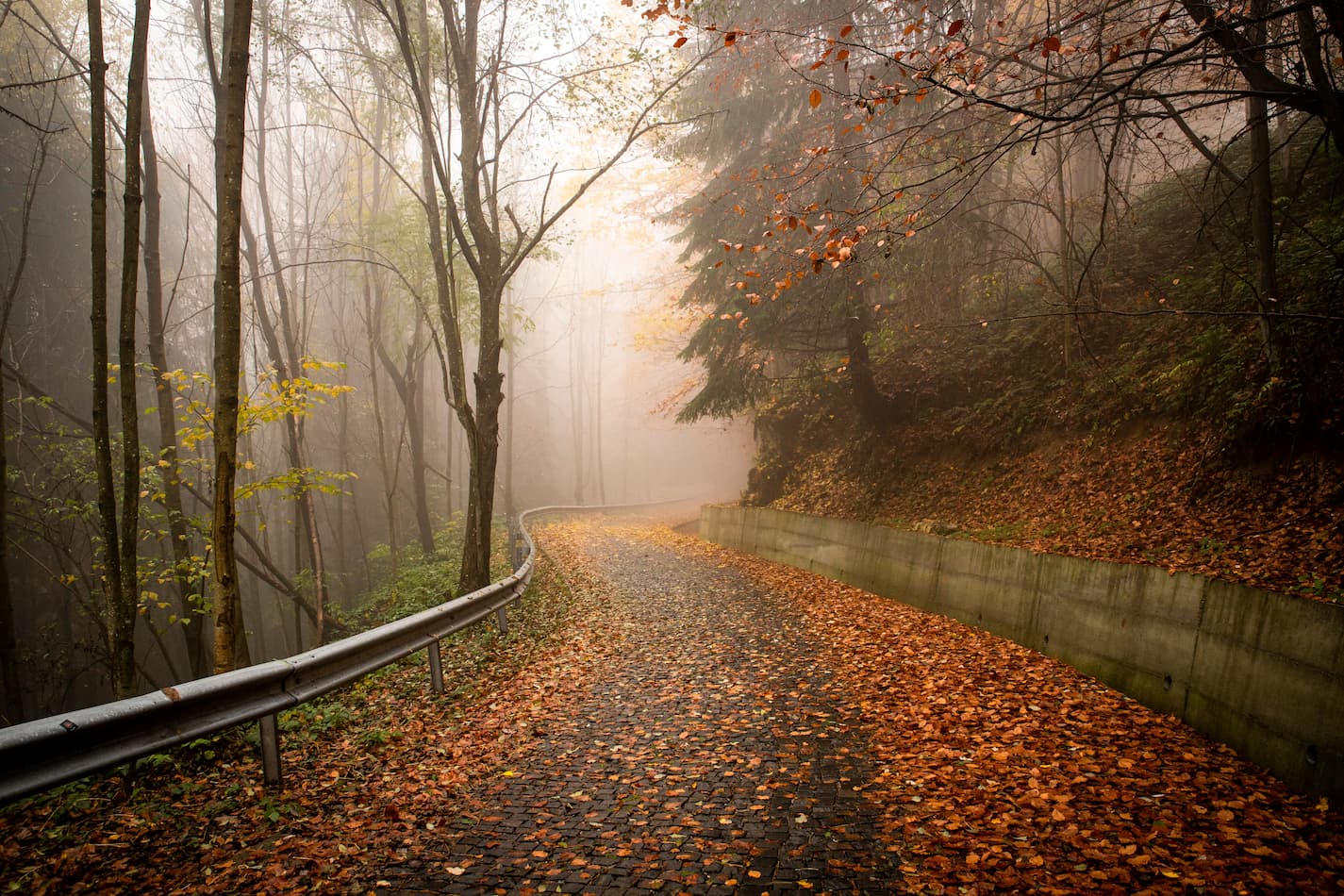An image of a misty road in fall